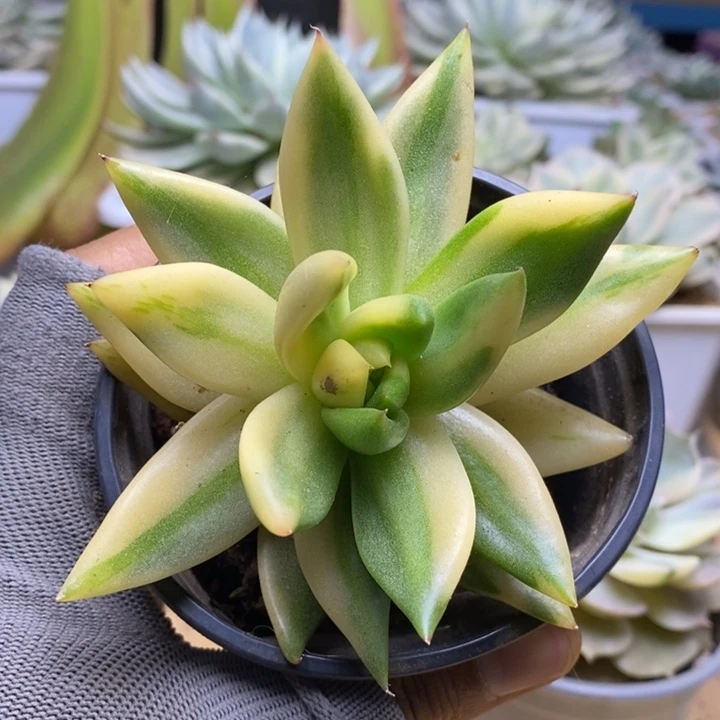 69东云杂锦锦锦锦锦锦锦