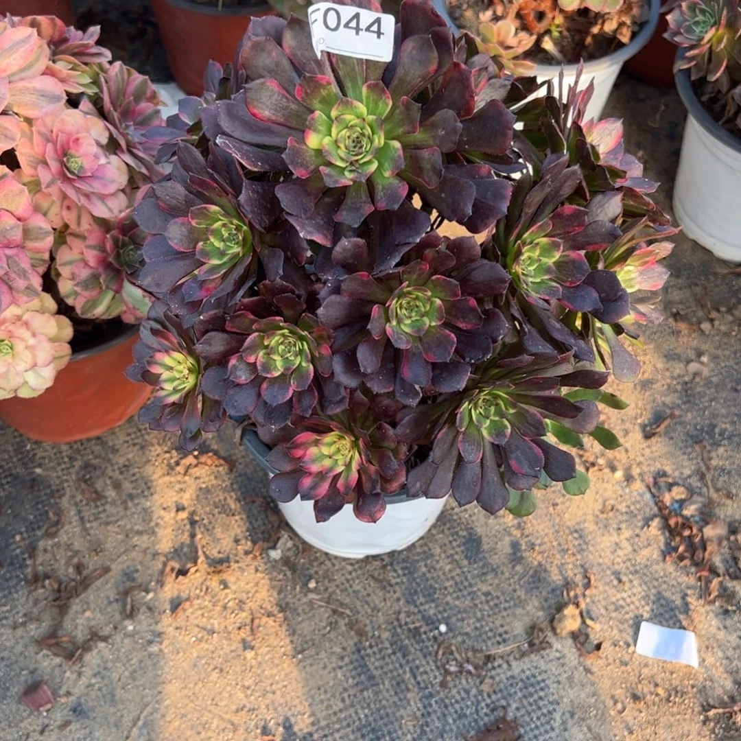 044烟花多肉植物法师多肉