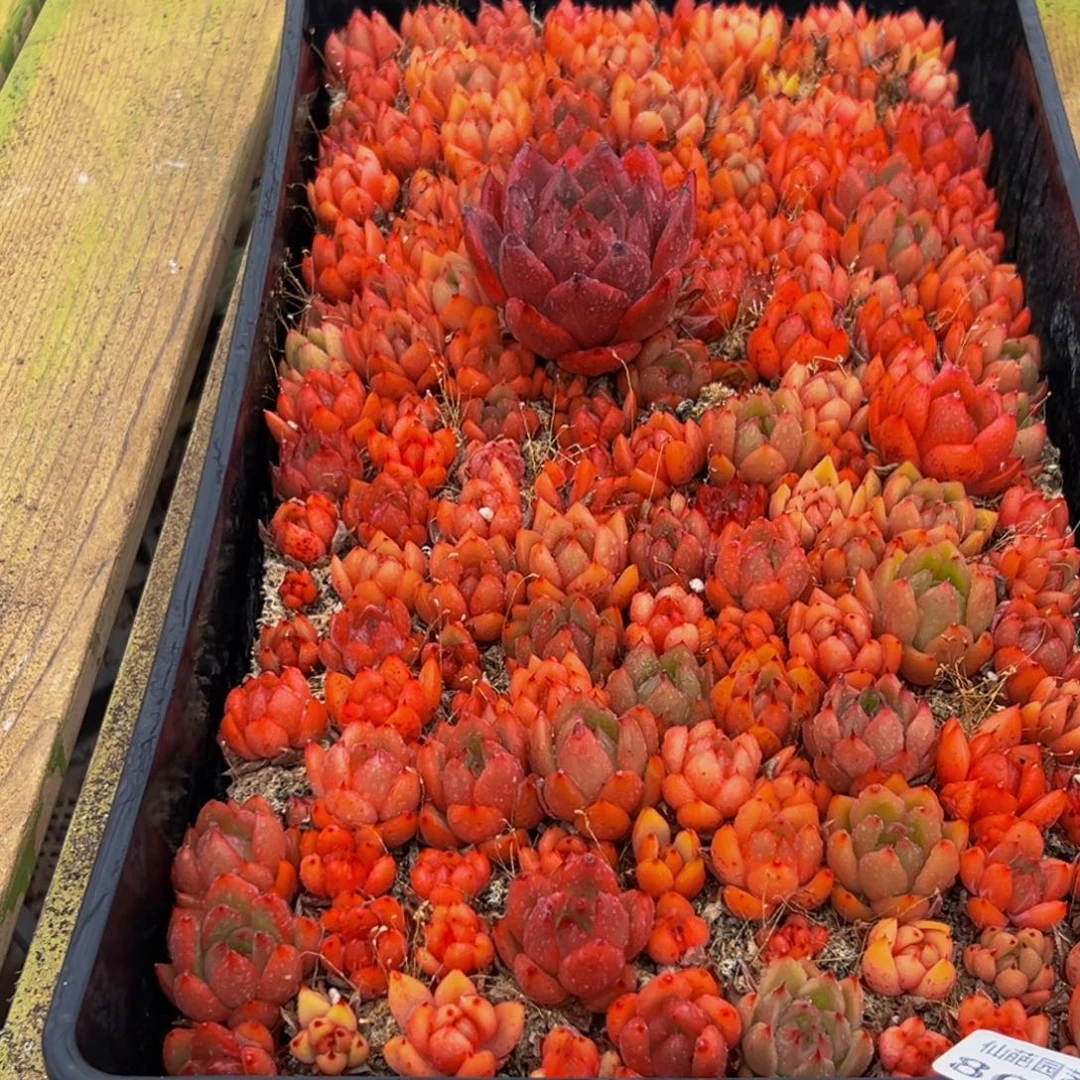 肥***猫865大热天的一天从早上开始到晚上