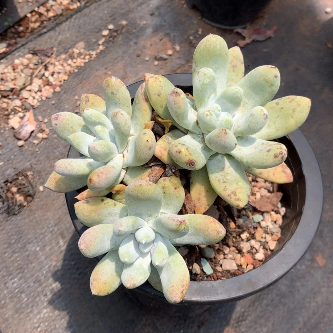 全部花朵彩****?三头拇指，仙女杯多肉