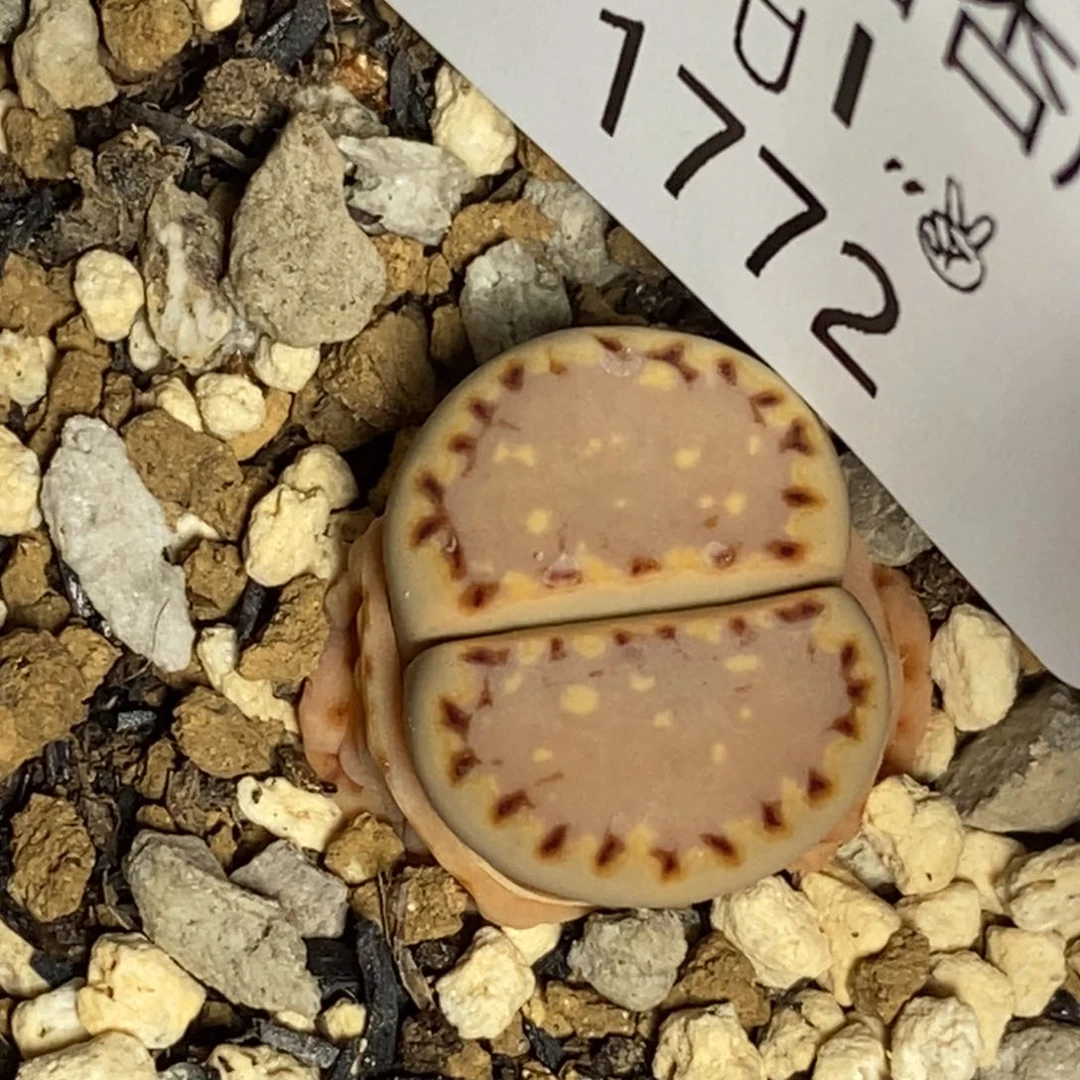 1772。零下拍保温.18包邮.当天凑哦