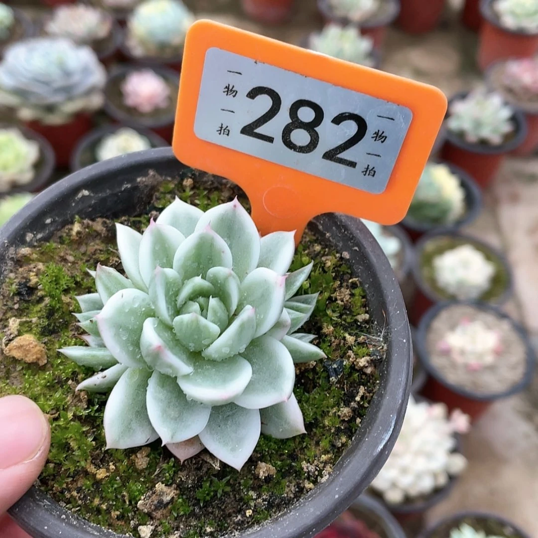 【闪购商品】喵*。282号