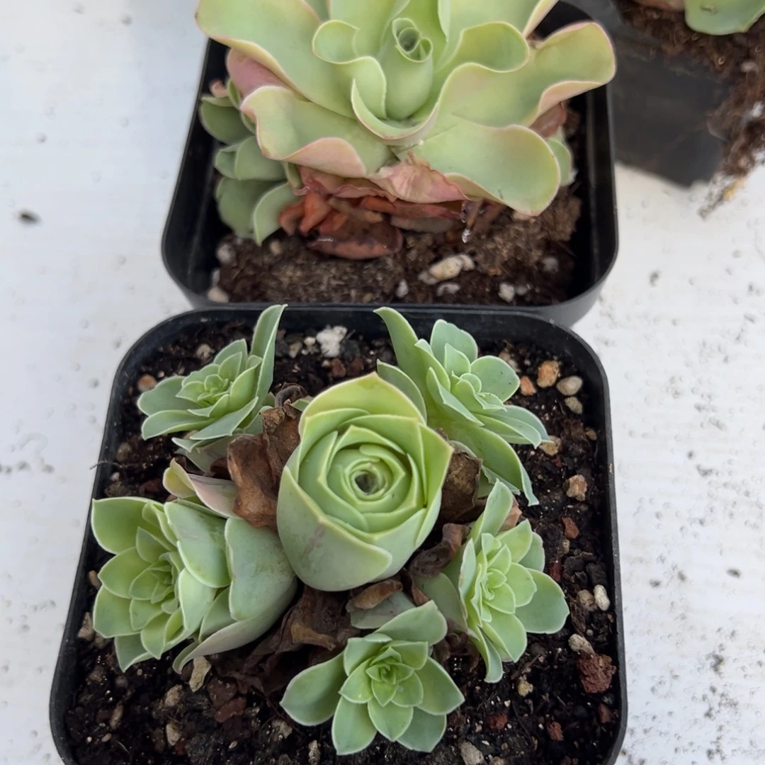 750 山地玫瑰基地带盆土