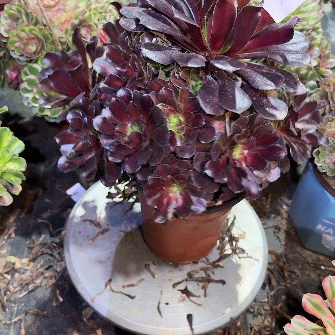 多肉植物花娜0468