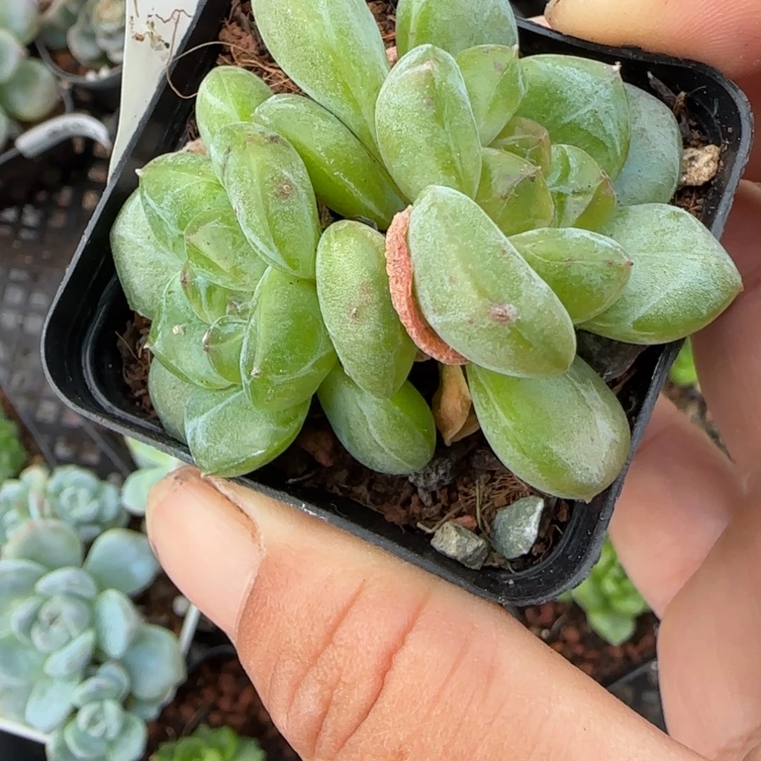 小卡拉米糖心一物一拍