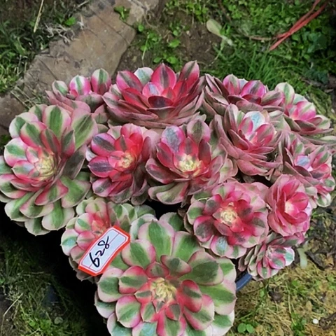 红桃♥️多头法师628号