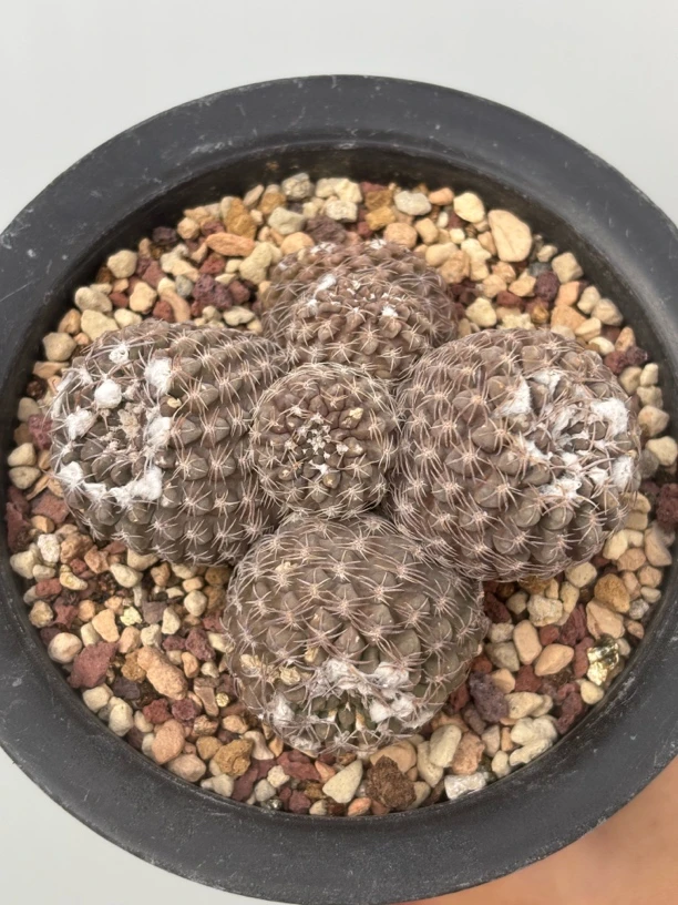 豹头群生仙人球自根养定