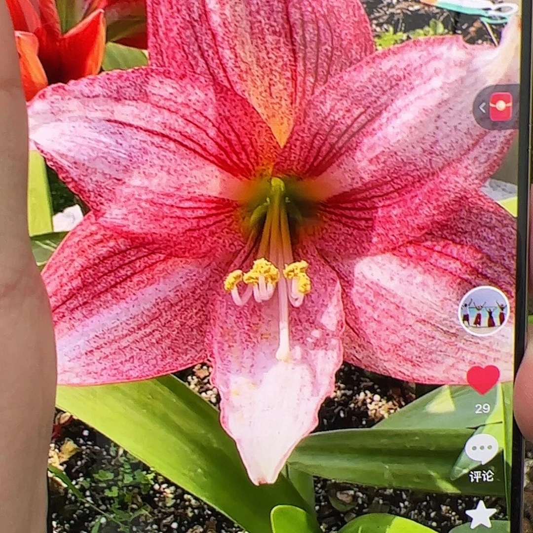 L***在朱顶红464切球2-3cm