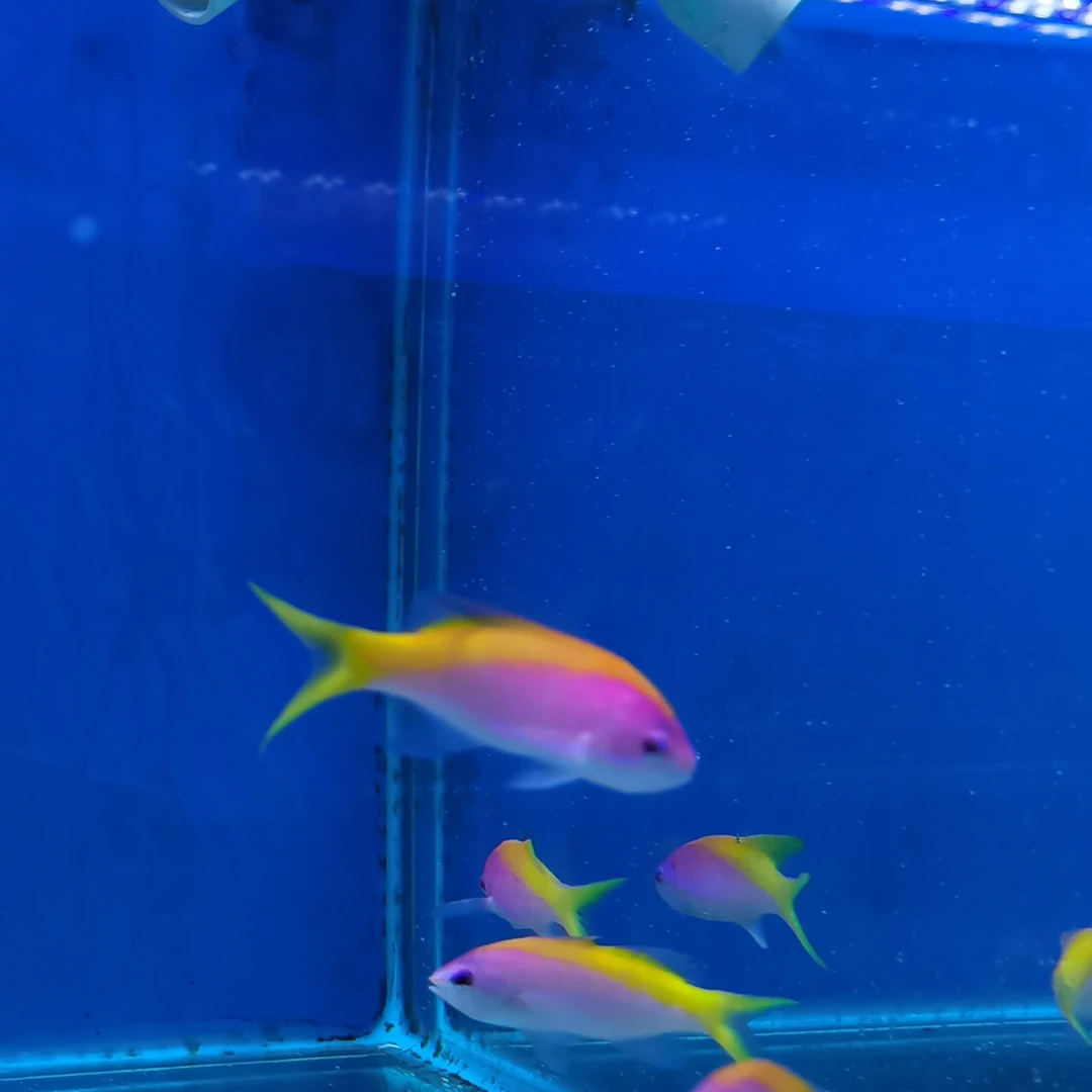 金背宝石海水鱼海金鱼观赏鱼爱自然鱼场