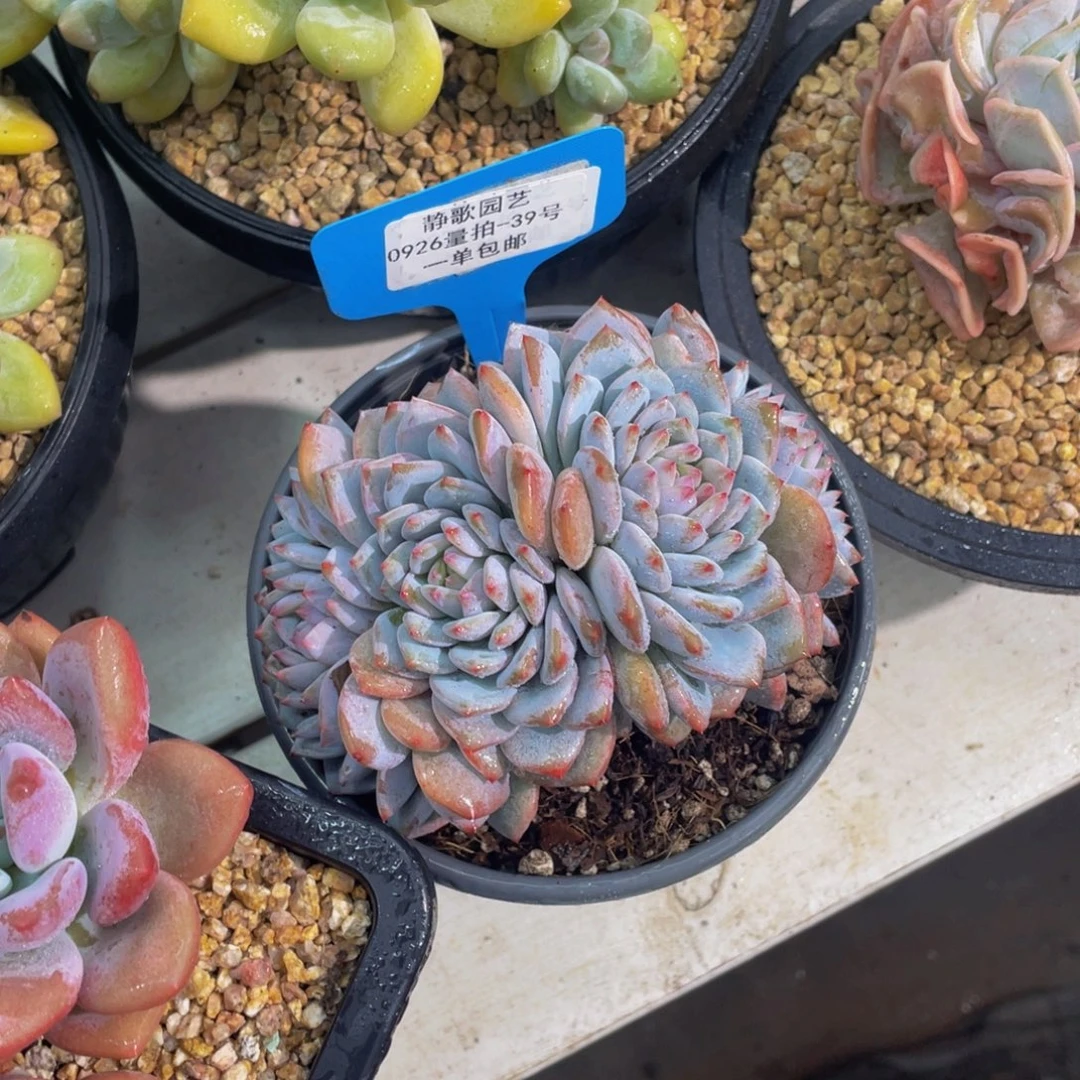0926-39-星星橙朵朵缀化一颗
