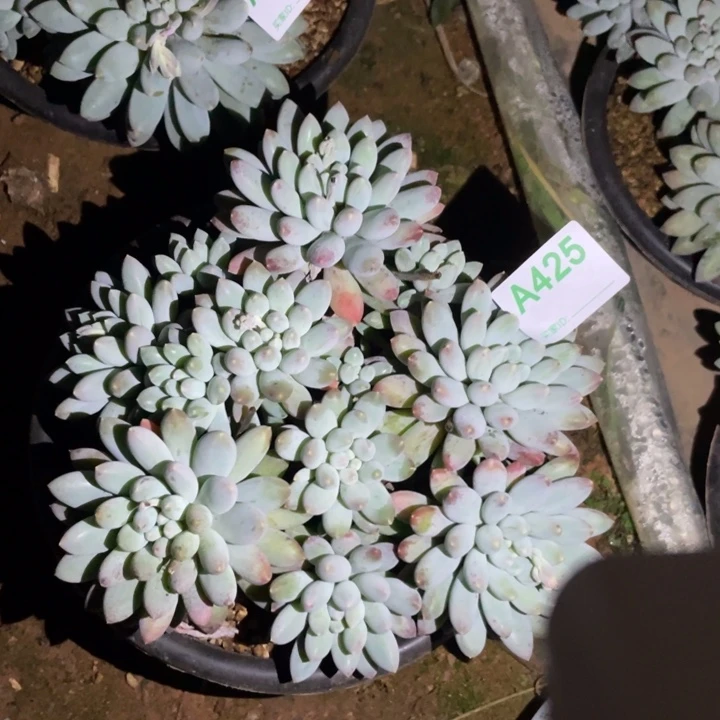 ****425 满20包邮脱土发货