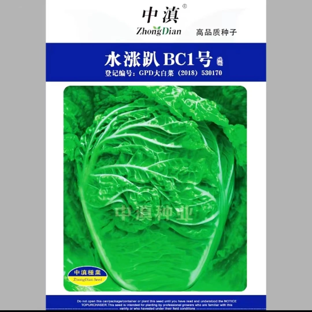 水涨趴BC-1大白菜种子耐热白菜甜脆白菜皱叶白菜鸡窝白昆蔬中滇