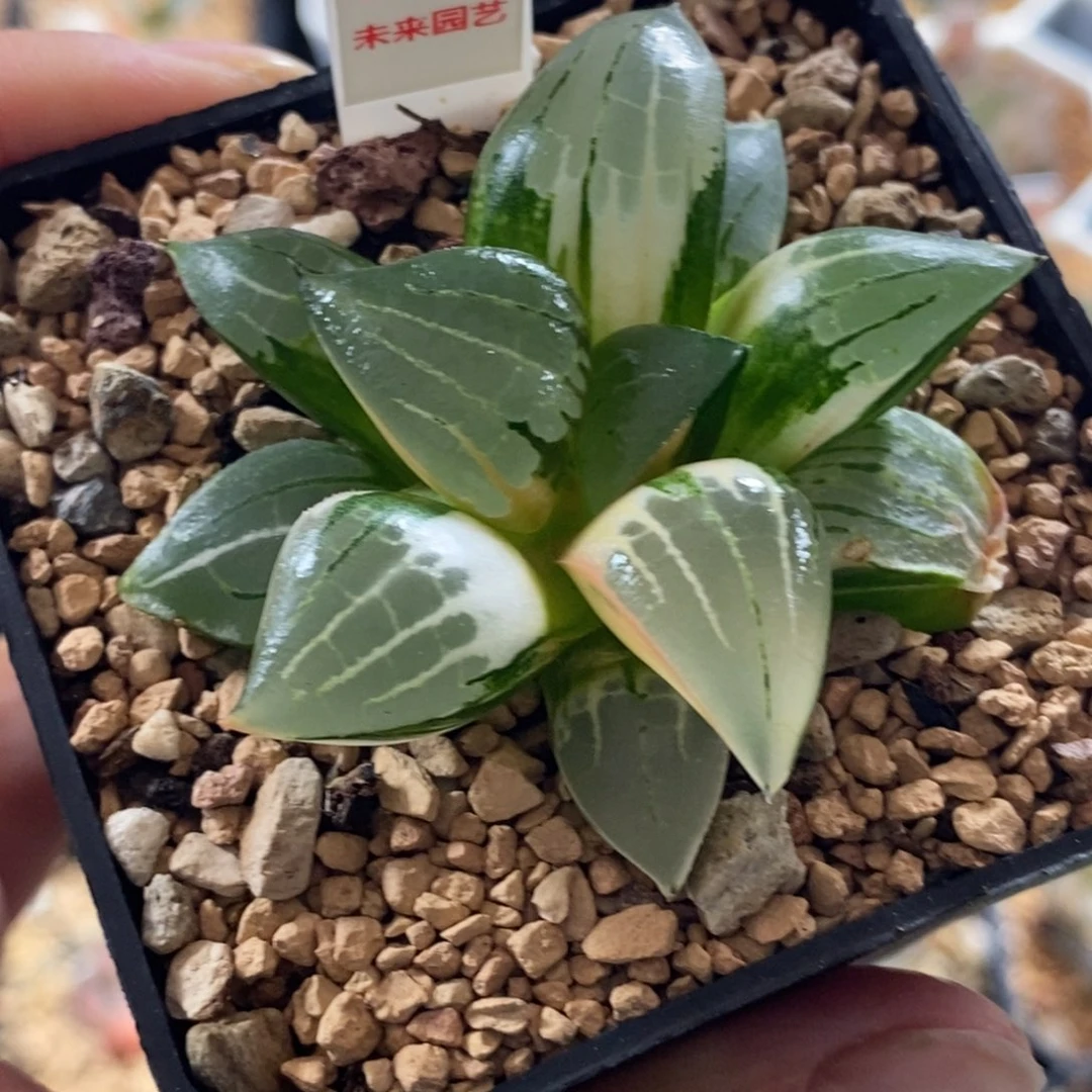 739阿房宫寿锦一物一拍