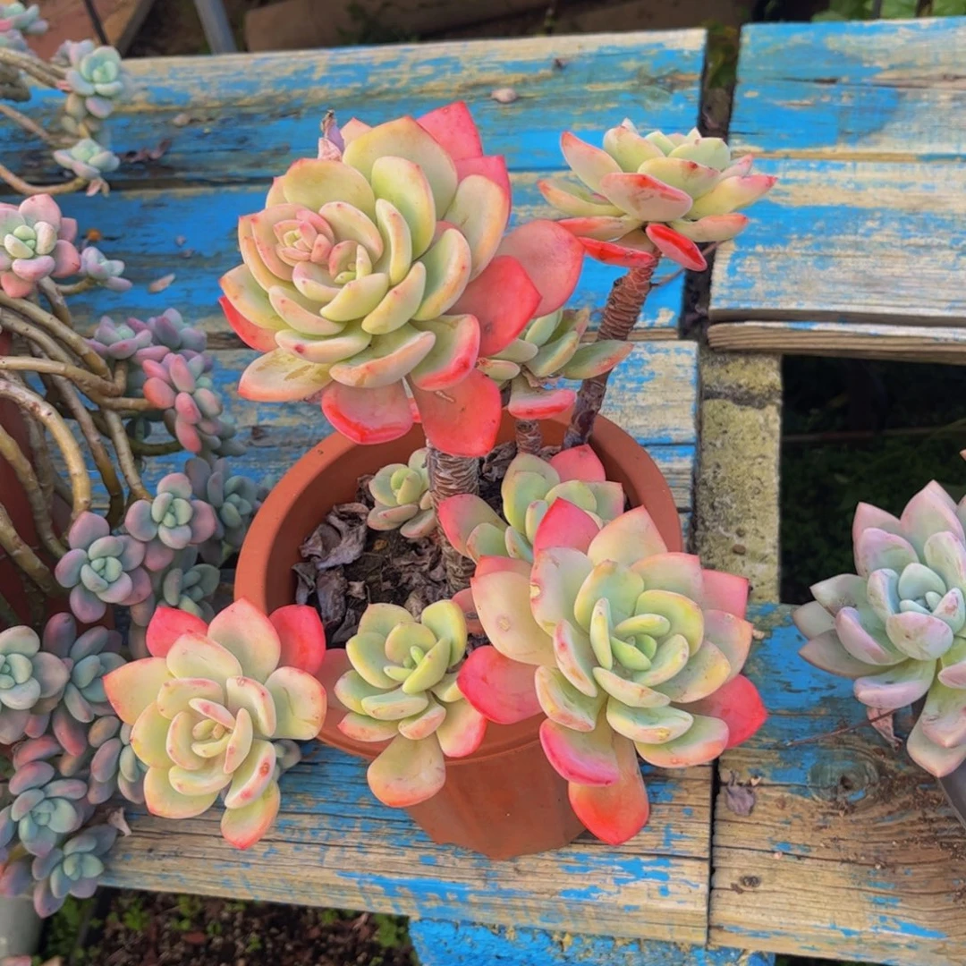 新疆西藏内蒙不发货，白月光