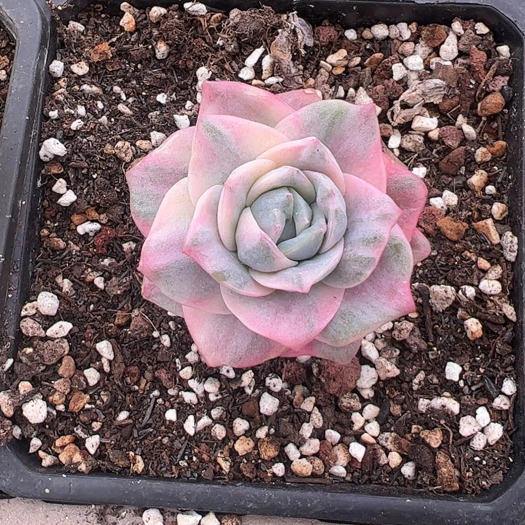可爱玫瑰彩锦 婕宝一物一拍
