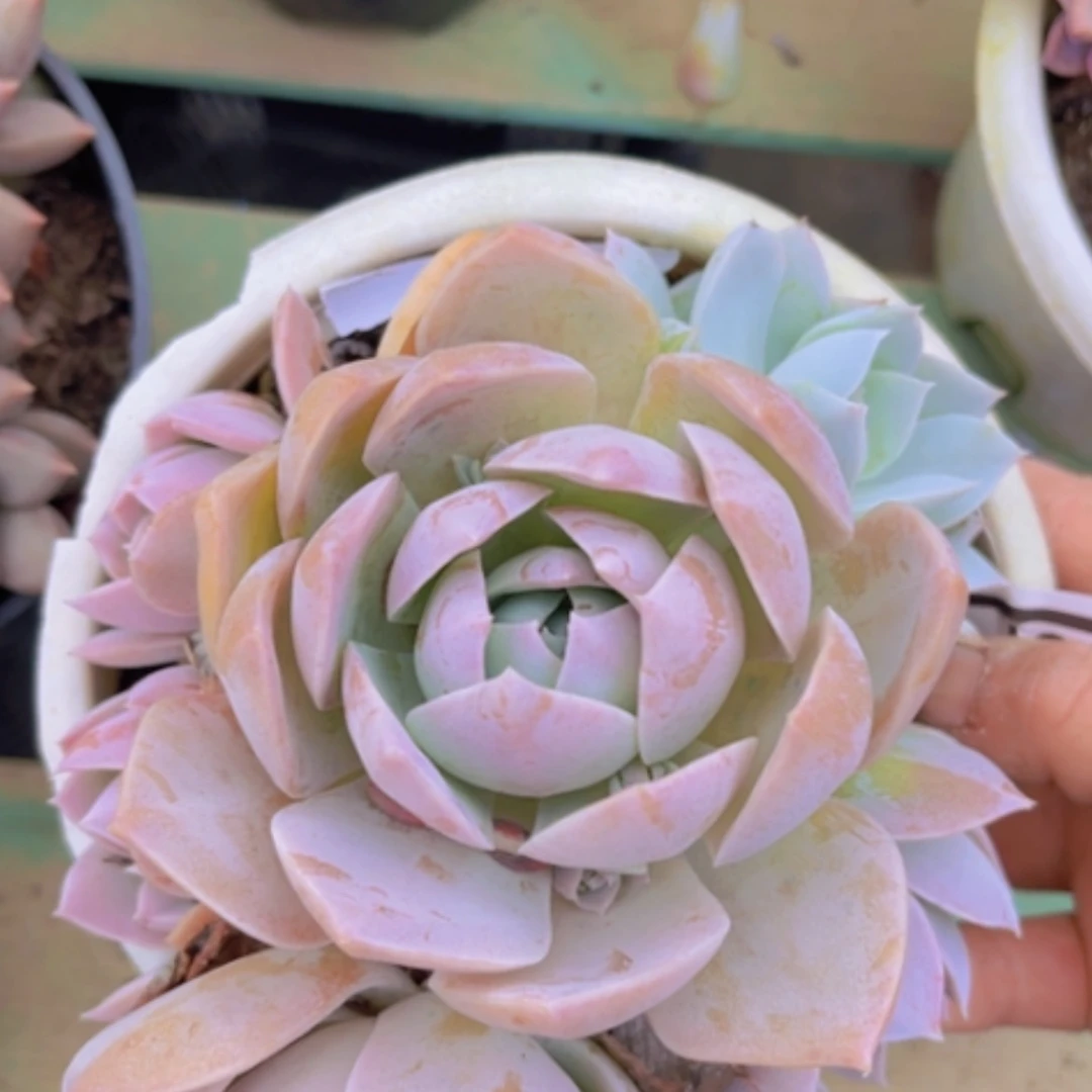 【闪购商品】木樨甜心2481