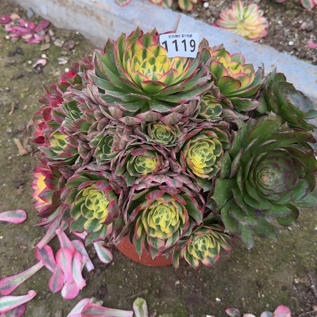 登*119海王。多肉植物