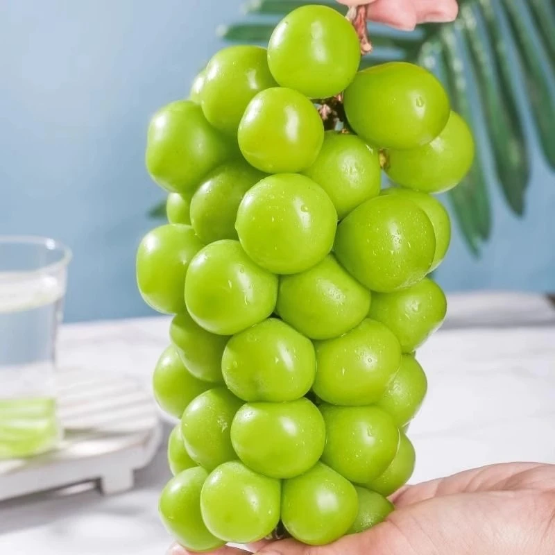 GA阳光玫瑰1500g云南省