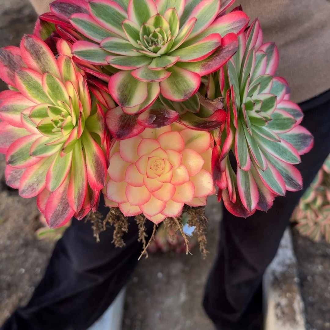 179荔枝。多肉植物