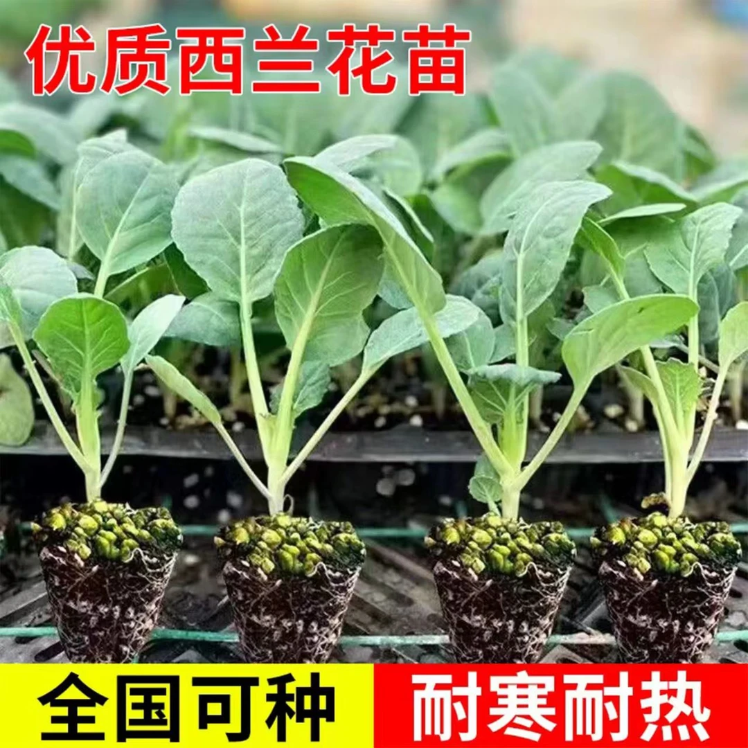 新鲜西兰花苗秧苗带土发货耐寒露天种植时令蔬菜现挖现发基地直发
