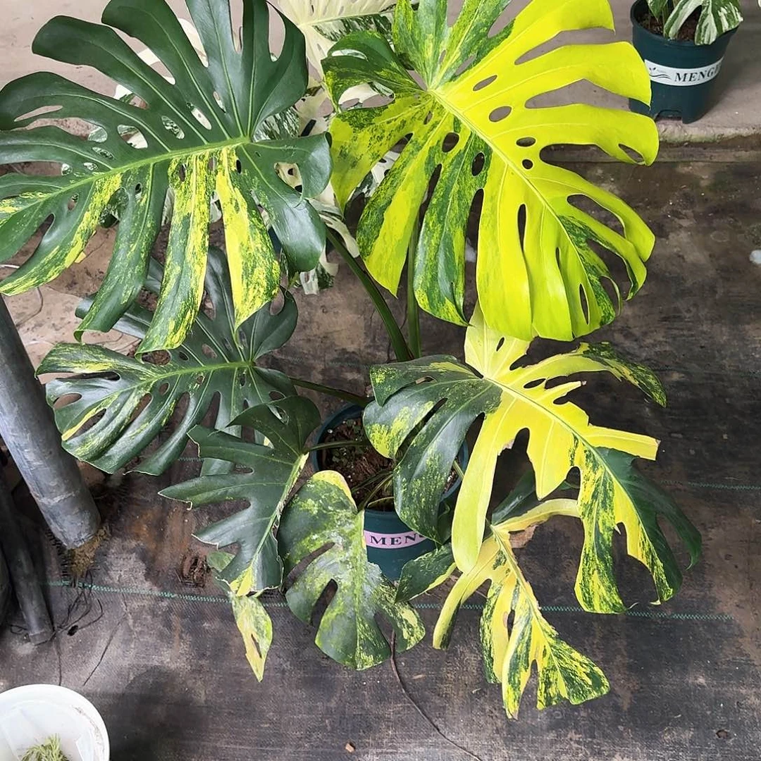 无花朵N****u短黄大顶芽H8