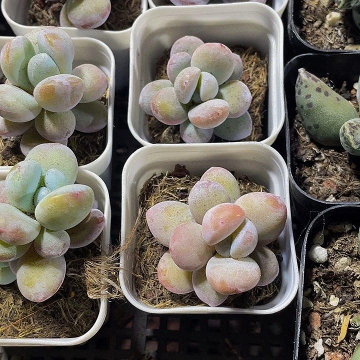 雪美人2.8带盆土