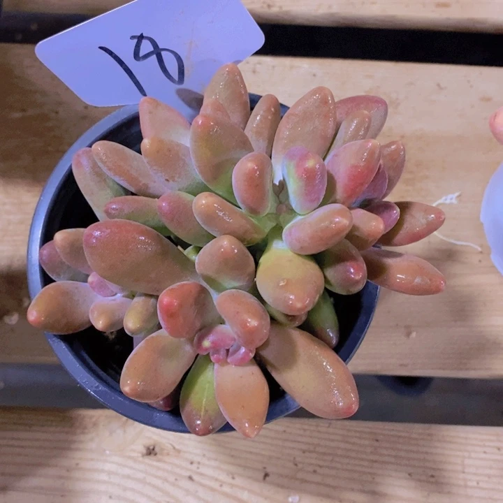 这么久不给个回应也