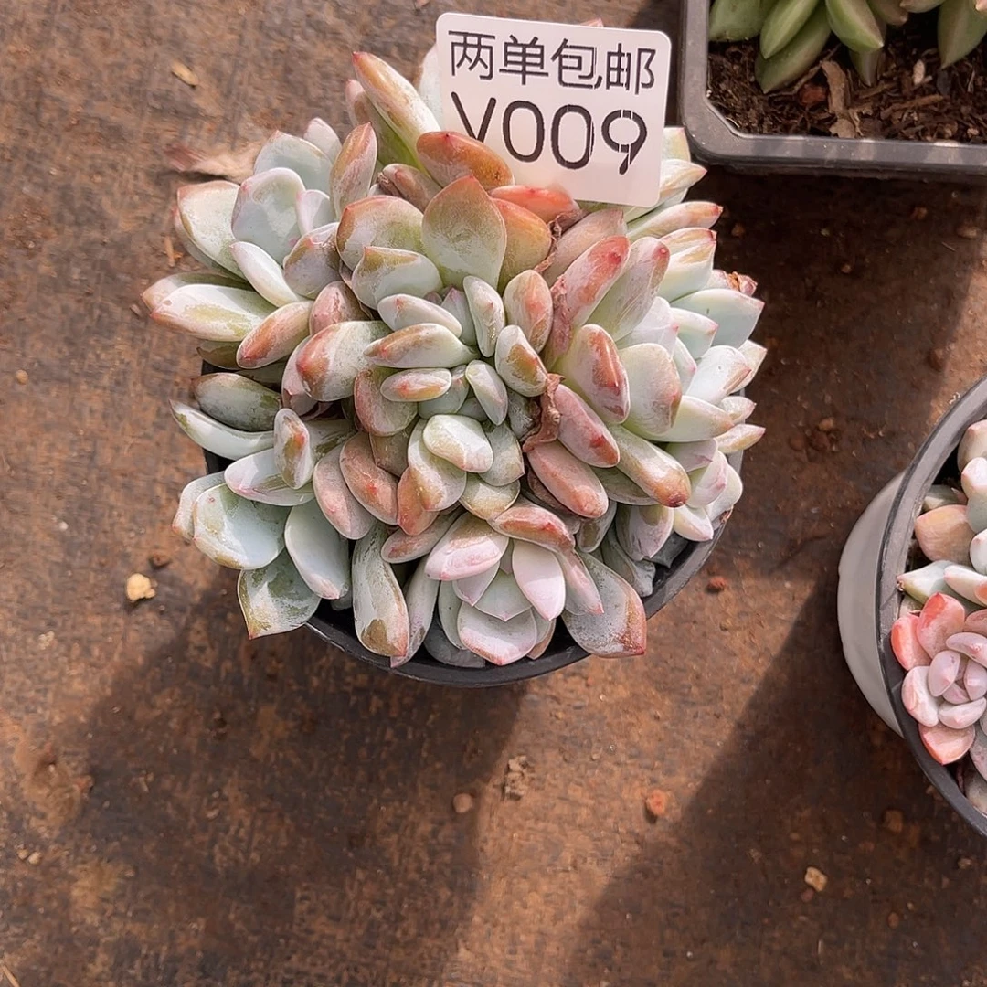 老阿姨花卉一物一拍V009