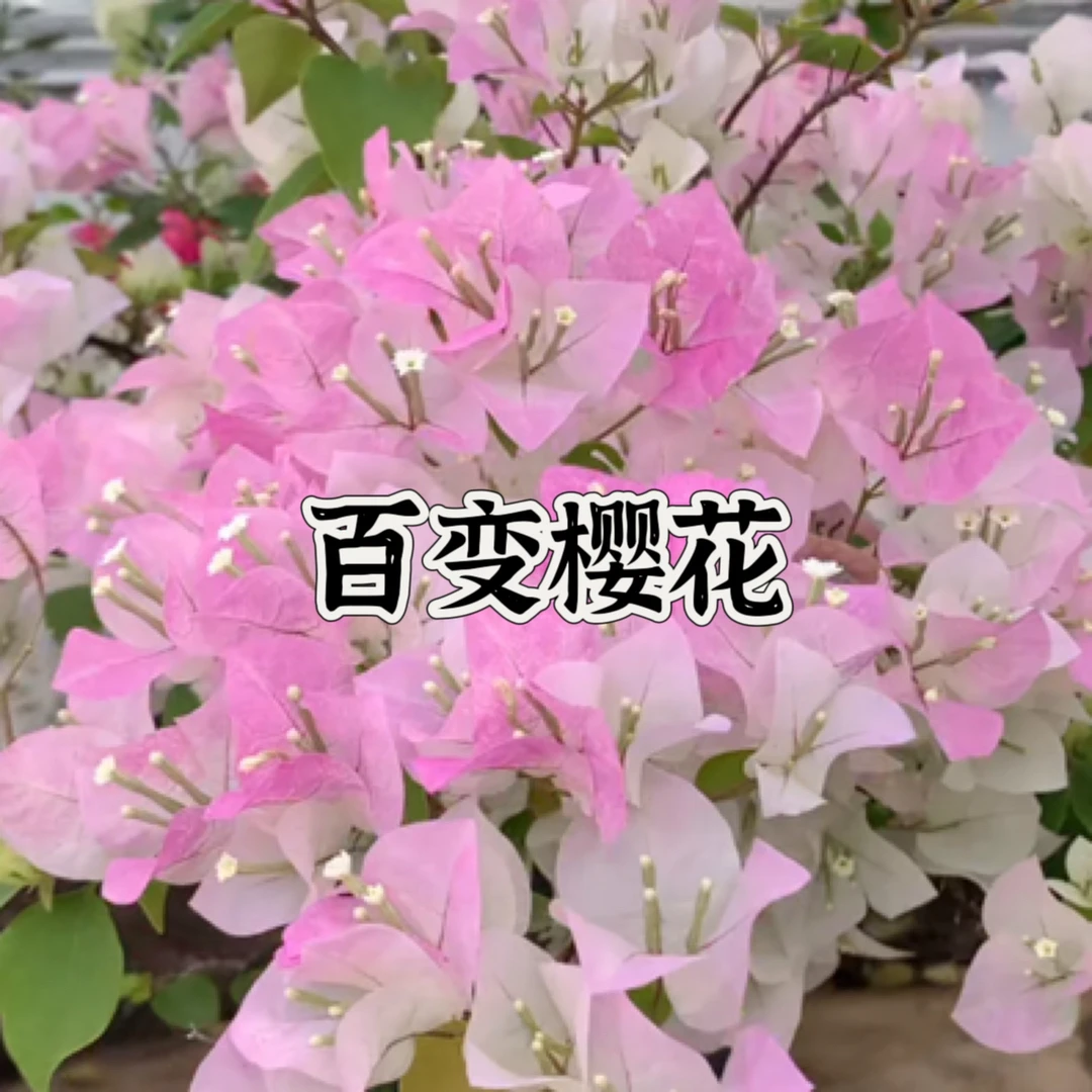 【一颗绿叶樱花不带花】三角梅四季开花勤花庭院爬藤好养 桥头基地。