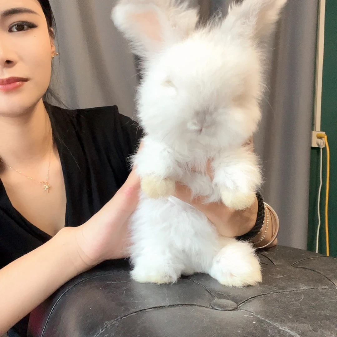 很***学英系安哥拉兔霜白