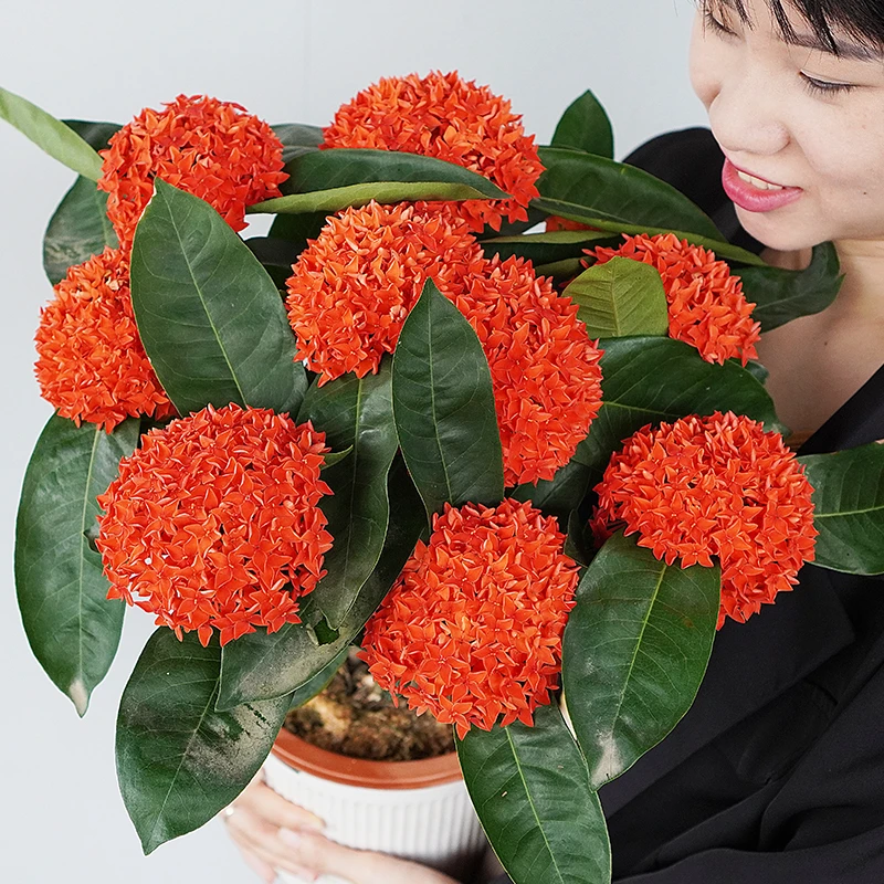 龙船花盆栽带花苞可庭院阳台种植的四季开花卉绿植