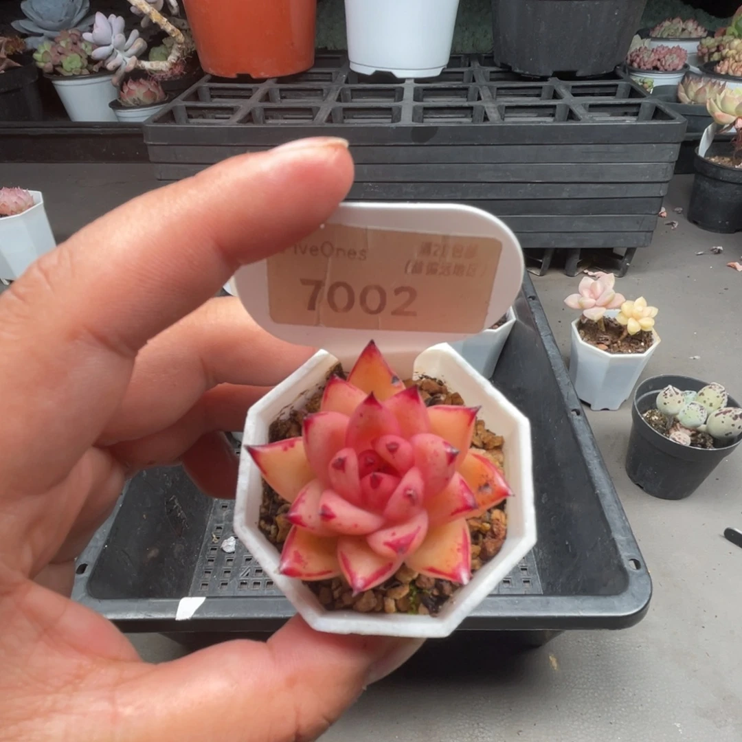7002血罗  3.5厘米