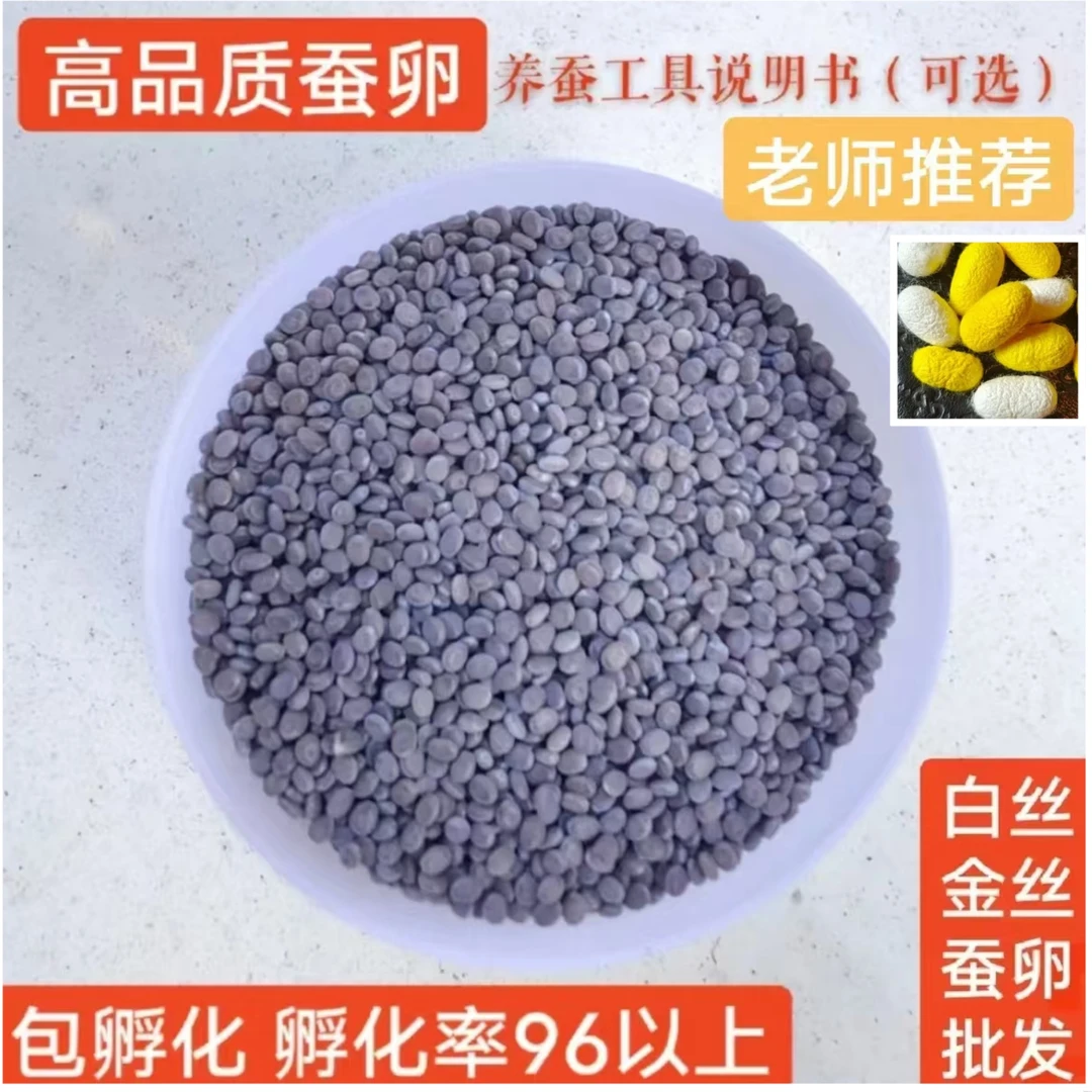 非活体蚕卵结白色金色蚕茧桑叶蚕宝宝学生饲养盒工具蚕卵