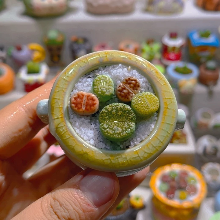 007高端多肉带盆土一套9.9