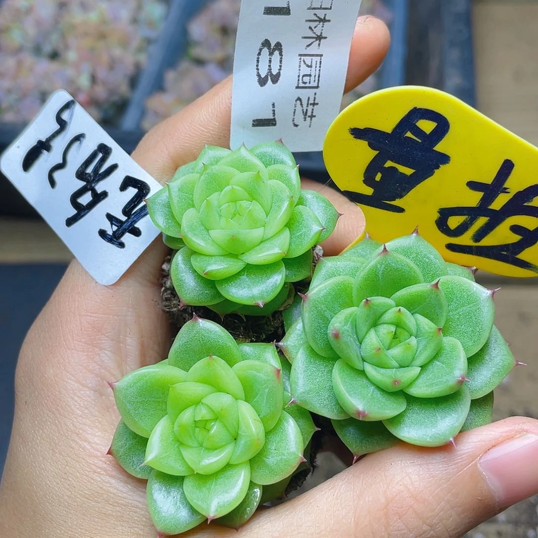 量拍多肉植物多肉植物181