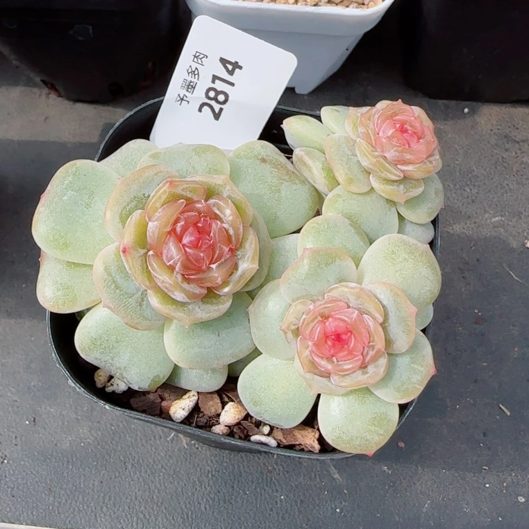 彩恋，2814多肉植物