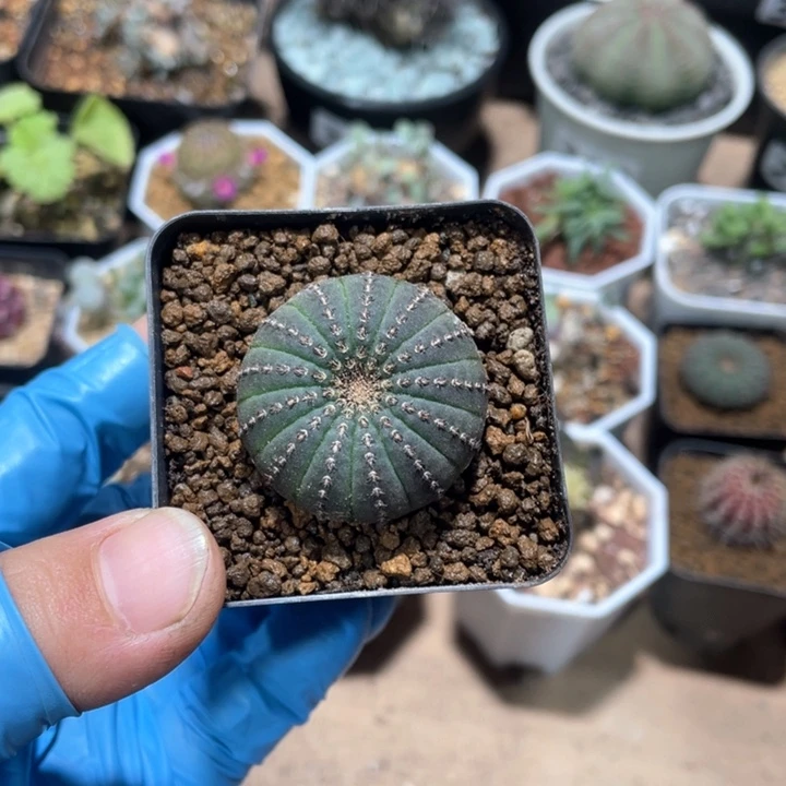 390大型侍童仙人球