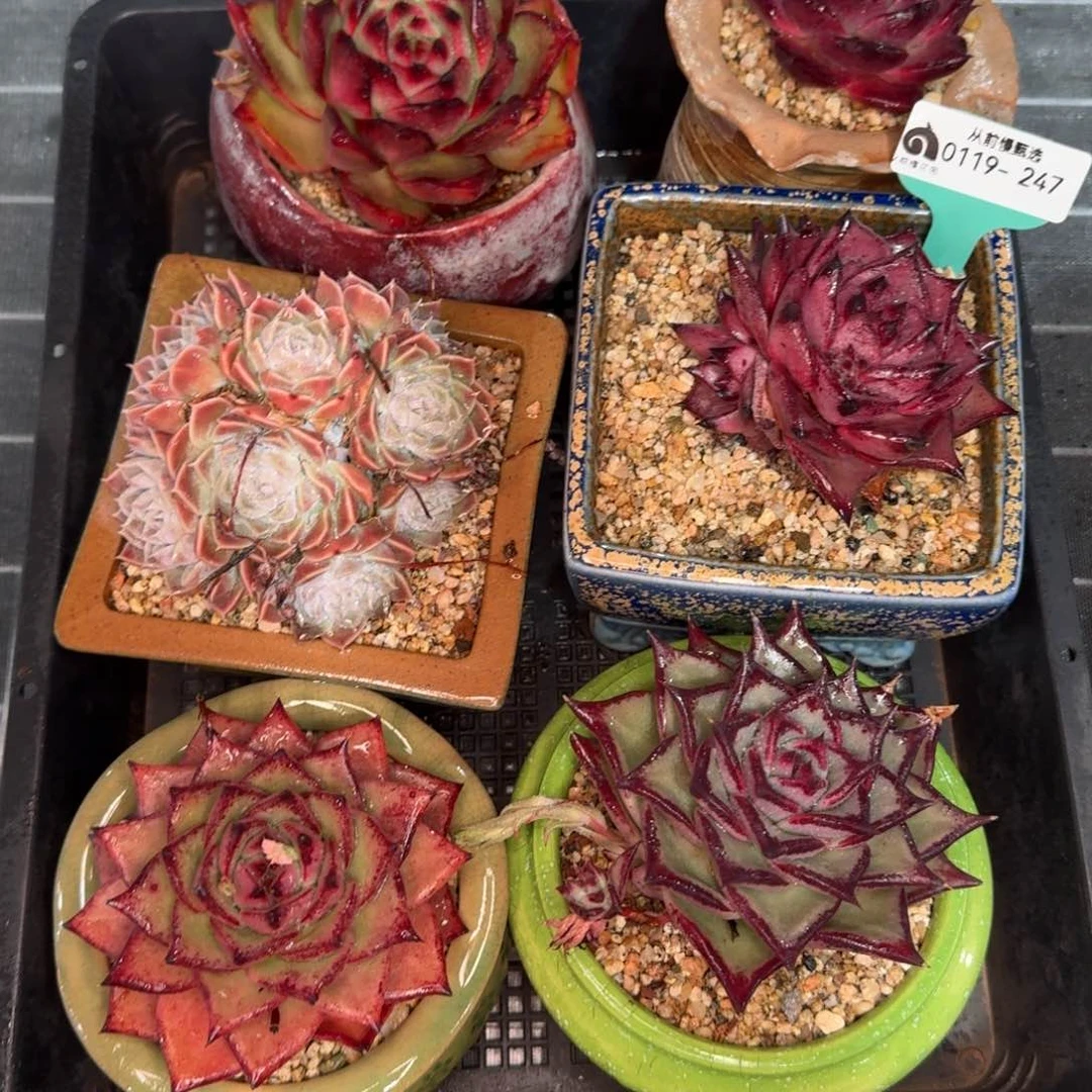 从前慢花园精选0119-247