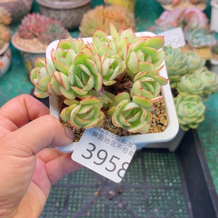 大3958；bxgxhghhhh