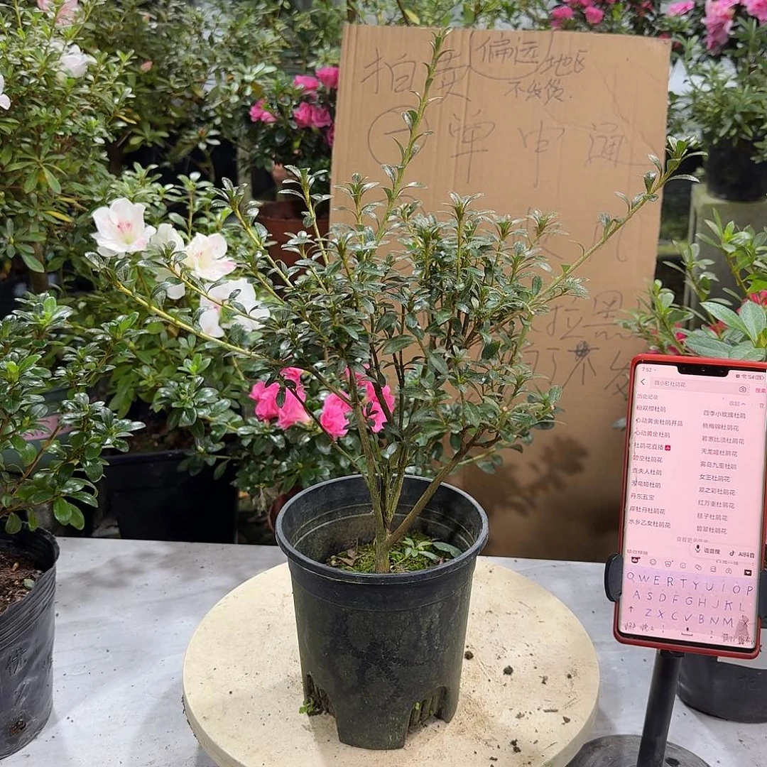 全部花苞小菊之舞杜鹃花