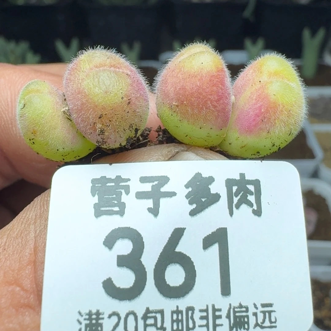 长毛两颗双头。