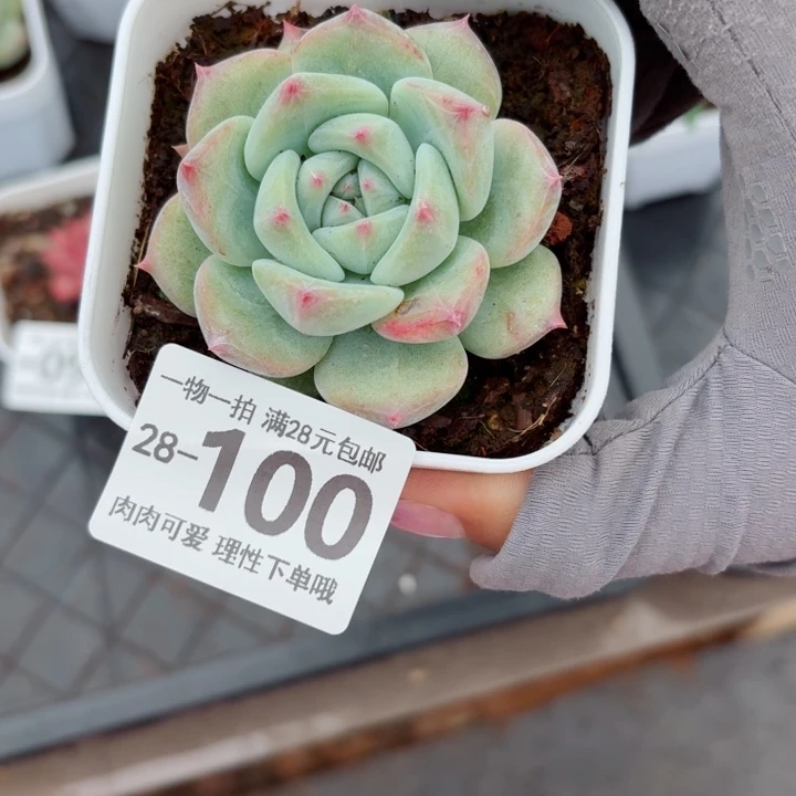 白拉糖无盆土无发货无