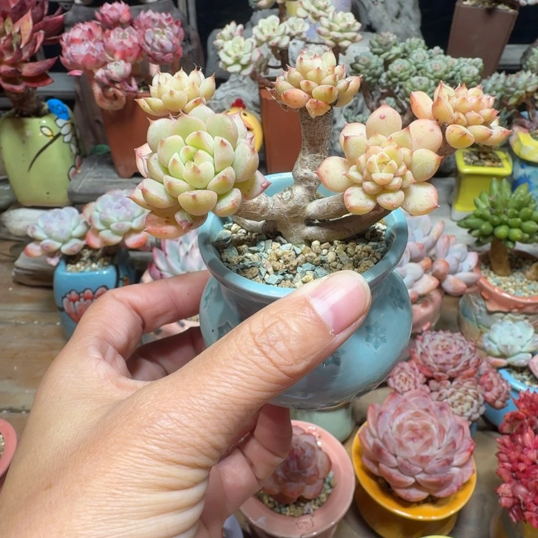 笛卡尔 多肉含盆土 一物一拍