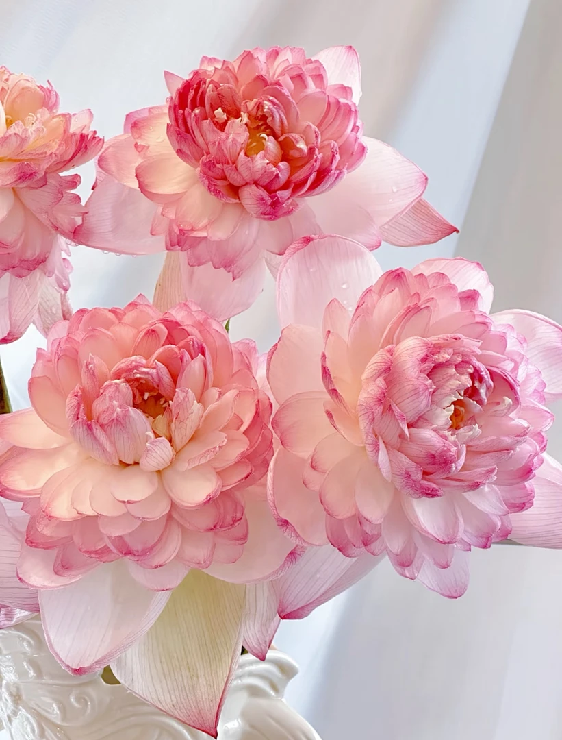 夏日七夕清荷重瓣巨无霸荷花鲜切花水养高级禅意国风花材仙气飘飘