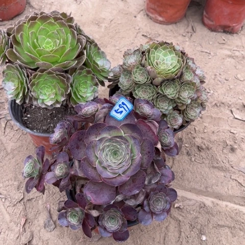599多肉植物组合，