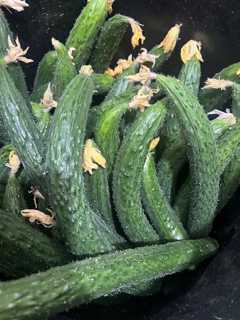 拍4斤发5斤  快递到家天津本地水果黄瓜