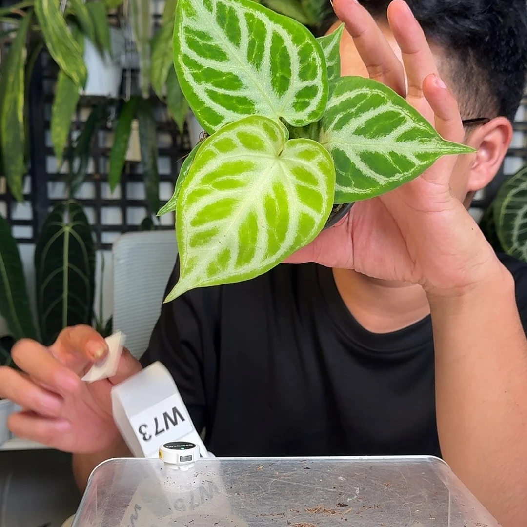 无花朵北**才一物一拍W72