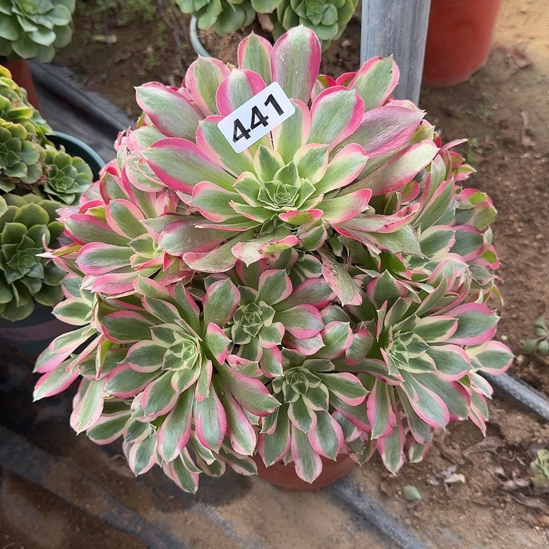 有点不周正叶罗刹441号