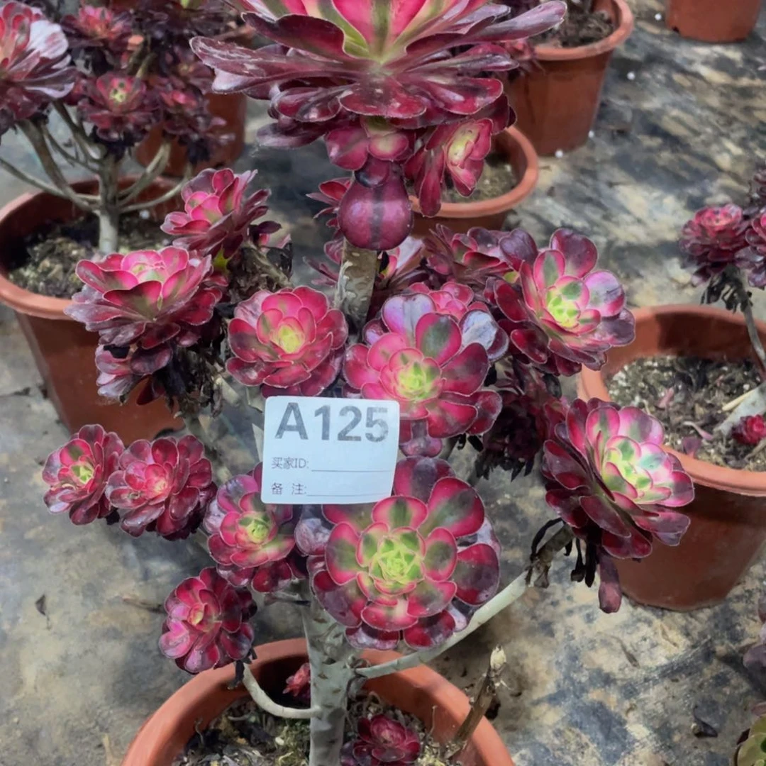 125香奈儿111111多肉