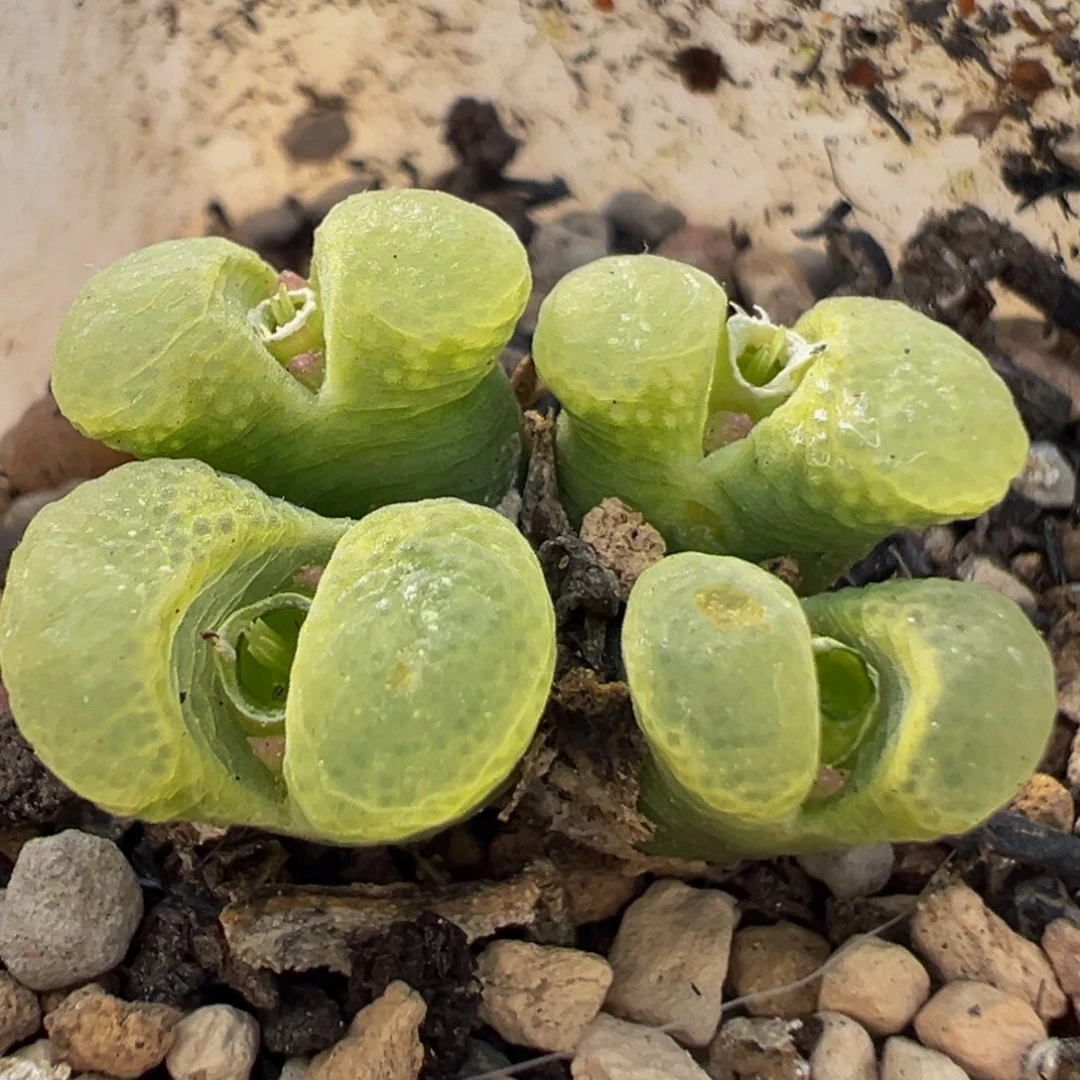 81多肉植物百科植物